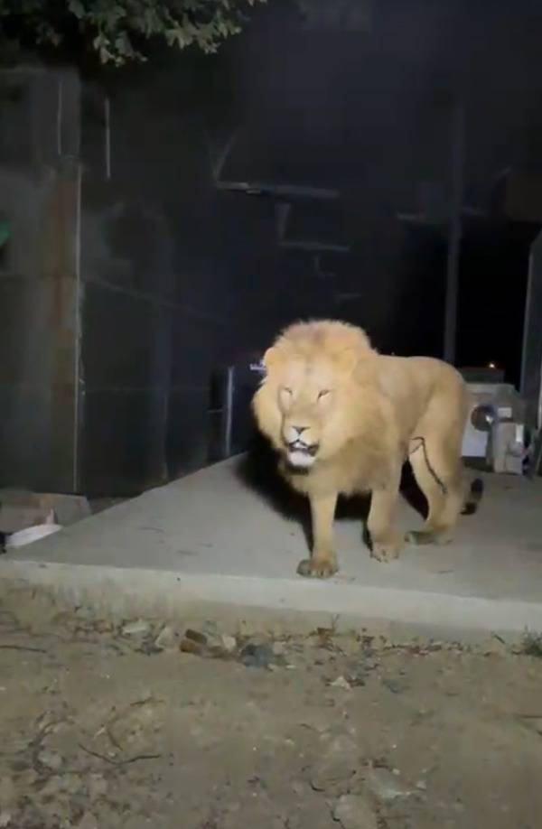 Antalya'da kafesinden kaçan aslan yakalandı! Bir kişiyi ağır yaraladı 10